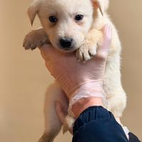 Cuccioli incrocio labrador