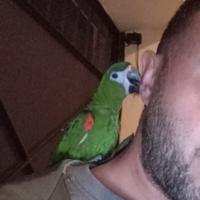 Ara nobilis allevato a mano