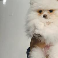 Volpino di Pomerania femmina bianco, pedigree Enci