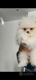 Volpino di Pomerania femmina bianco, pedigree Enci