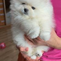 Spitz tedesco nano di Pomerania