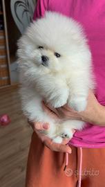 Spitz tedesco nano di Pomerania