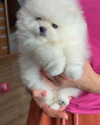 Spitz tedesco nano di Pomerania