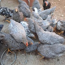 Galline amrok NON SPEDISCO