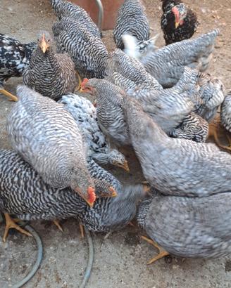 Galline amrok NON SPEDISCO