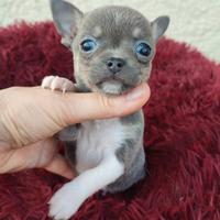 Chihuahua taglia piccolissima