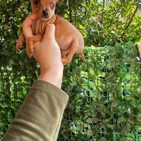 Mini pincher toy ultimi 2 maschi