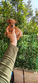 Mini pincher toy ultimi 2 maschi