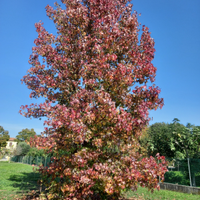 Pianta liquidambar