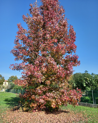 Pianta liquidambar