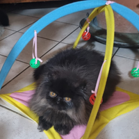 Persiano nero ipertipico