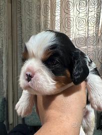 Ultimi maschietti, Cavalier King