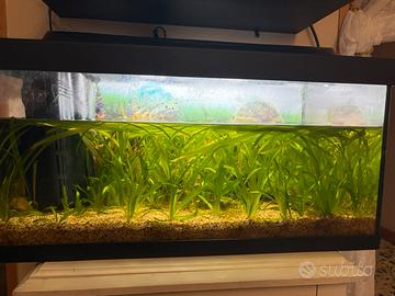 Acquario tetra 50/60 litri