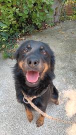 Cagnoline taglia piccola