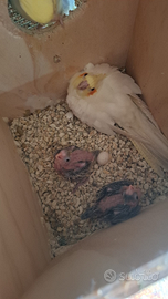 Calopsite coppie e pulli