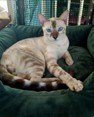 Gatto Bengala Snow Lynx Maschio