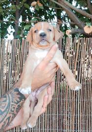 Cuccioli di Boxer/Amstaff