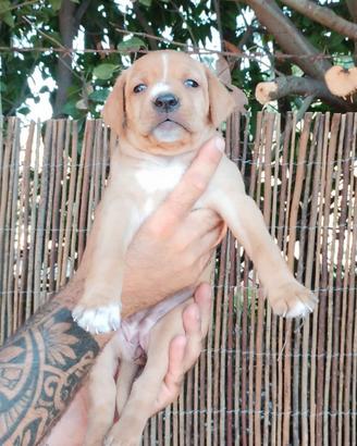 Cuccioli di Boxer/Amstaff