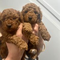 Cucciolata barboncini toy M e F