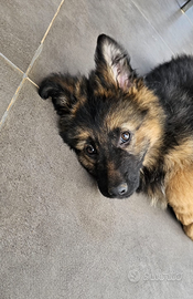 Cucciolo pastore tedesco