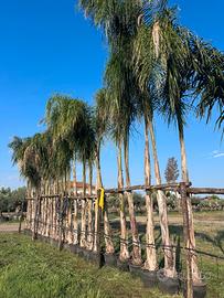Piante di ulivo e palme