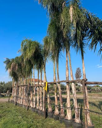 Piante di ulivo e palme