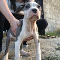 Pitbull
