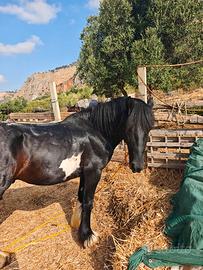 Cavallo gypsyvanner