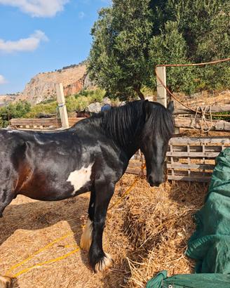 Cavallo gypsyvanner