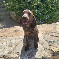 Cuccioli segugio maremmano