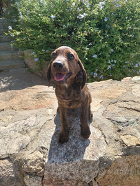 Cuccioli segugio maremmano