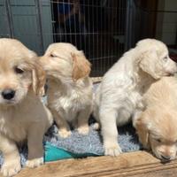 Cuccioli di golden retriever maschietti femminucce