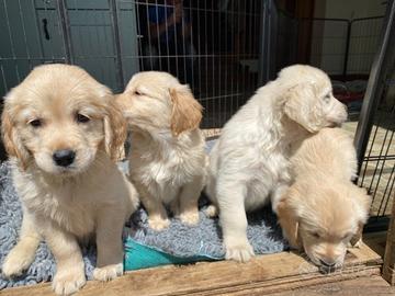 Cuccioli di golden retriever maschietti femminucce
