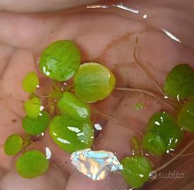 Limnobium levigatum