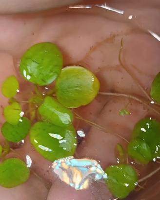 Limnobium levigatum