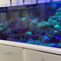 Acquario marino completo