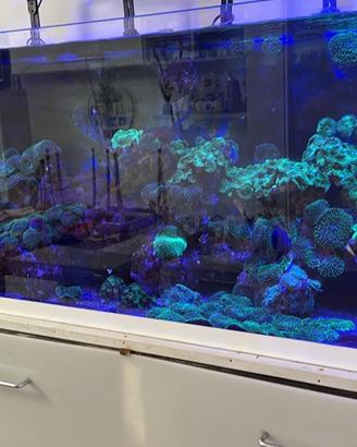 Acquario marino completo