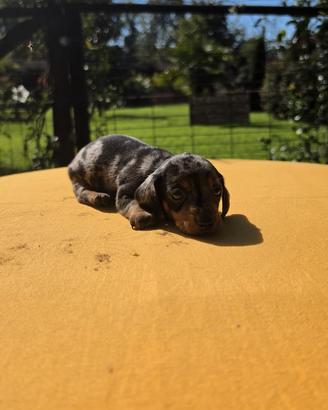Cuccioli di bassotto nano e kaninchen