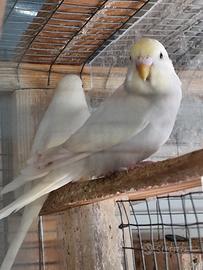 Ultimi cocoriti