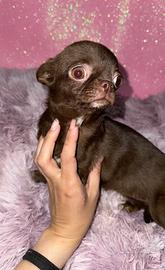 Chihuahua