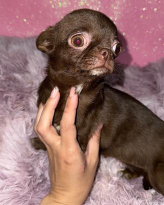 Chihuahua
