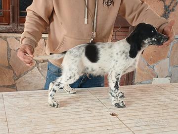 Setter inglese cuccioli bianco e nero