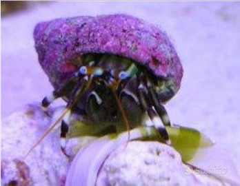 Paguro Clibanarius Zebra