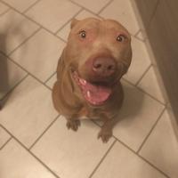 Pitbull
