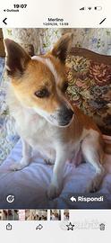 Cagnolina taglia piccola