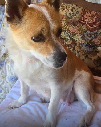 Cagnolina taglia piccola