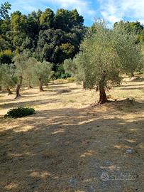 Terreno agticolo