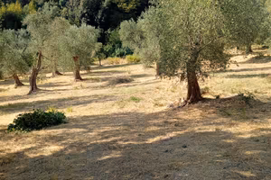 Terreno agticolo