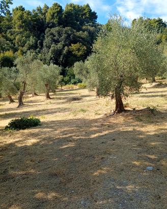 Terreno agticolo