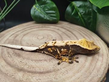 Geco ciliatus